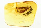 Detailed Fossil Caddisfly (Trichoptera) In Baltic Amber #273204-1